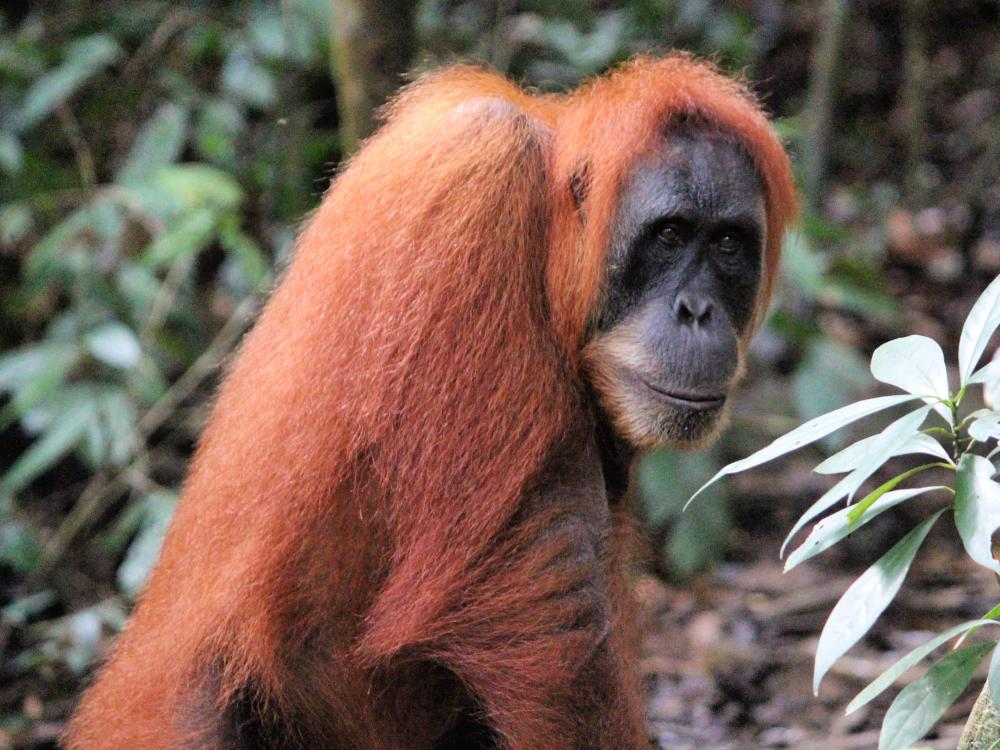 Orangutang-tur i jungelen