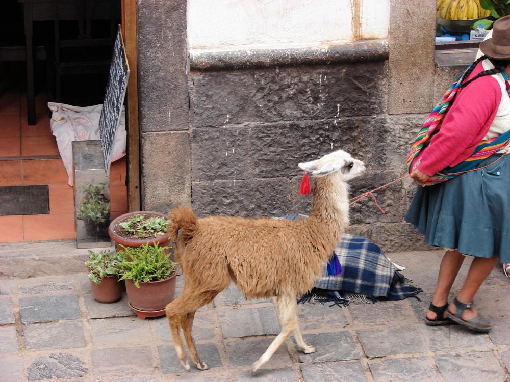 I Peru går du tur med alpakkaen din