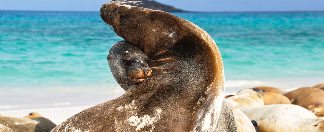 Galapagosøyene & Ecuador