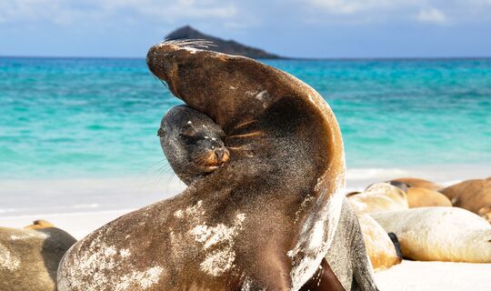 Galapagosøyene & Ecuador