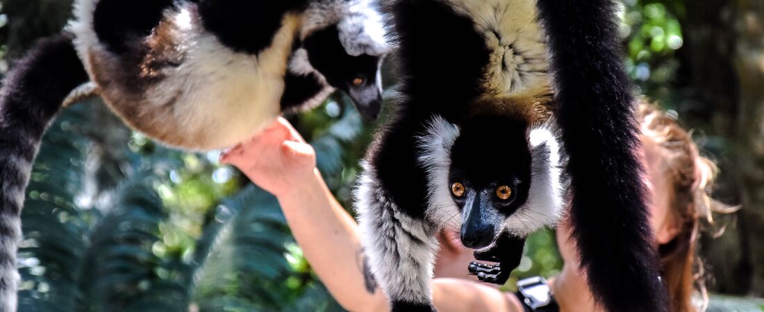 Madagaskar, Botswana og Victoria Falls