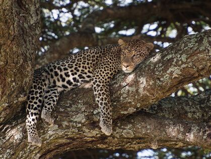 Fra safari til strand - Afrikas ville dyr og tropiske øyer