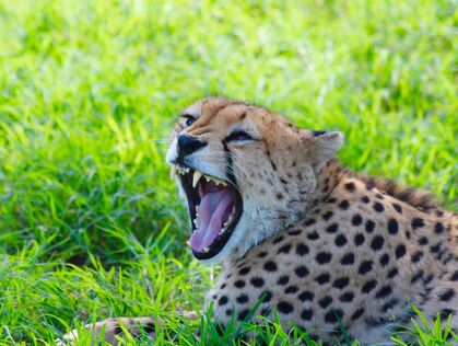 Gepard i Tanzania