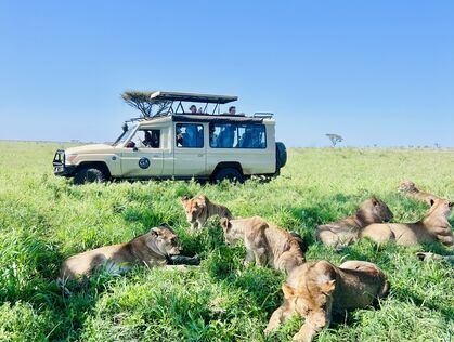 Jeep med løver i Tanzania
