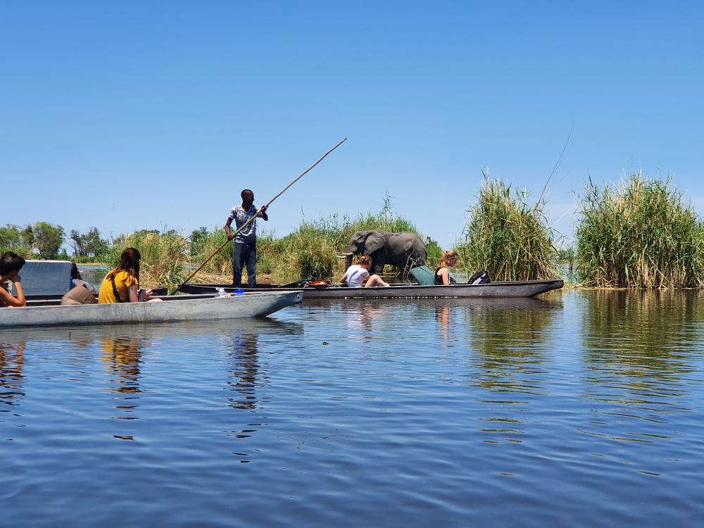Safari i Okavango-deltaet