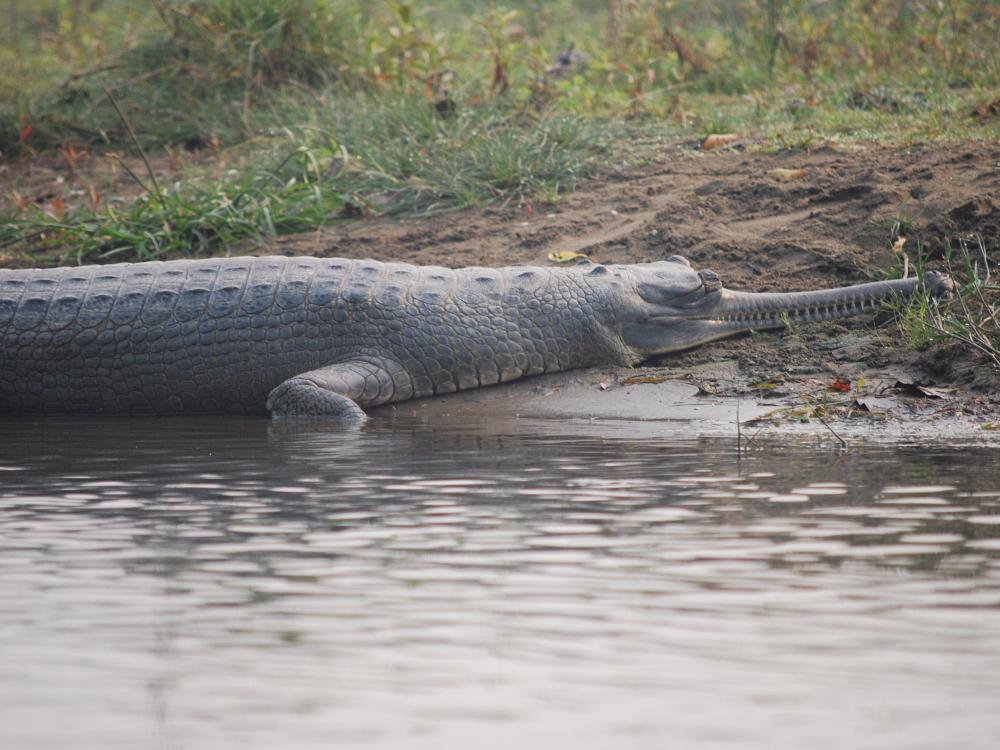 Krokodille i Chitwan