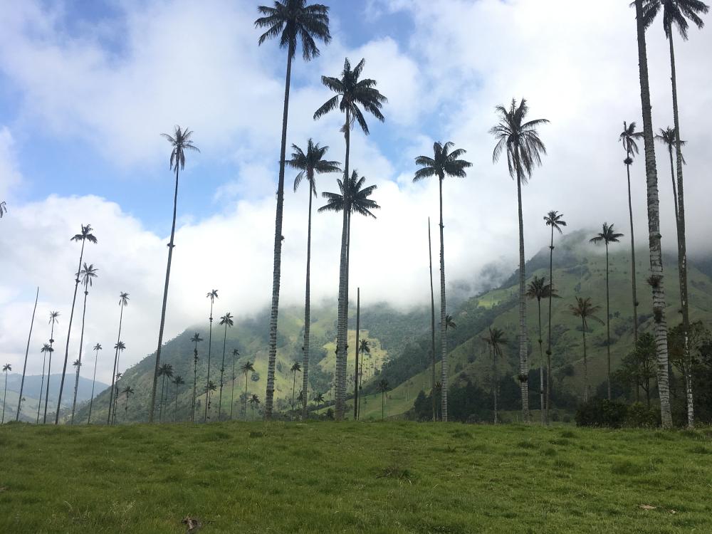 Høye palmer i Cocora-dalen 