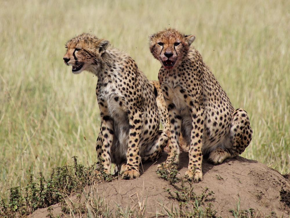 Safari i Serengeti 