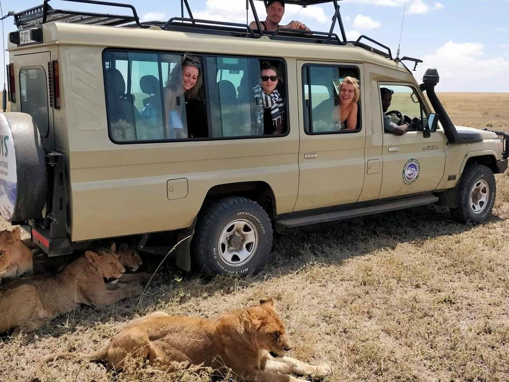 På nært hold med løvene