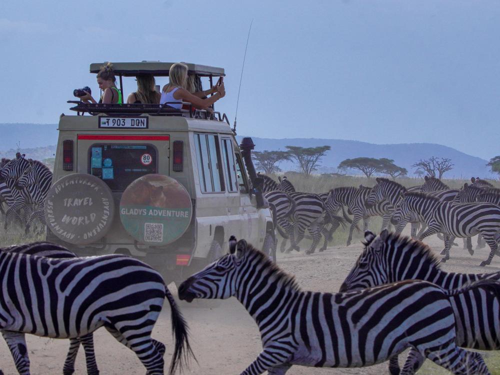 Ville safariopplevelser
