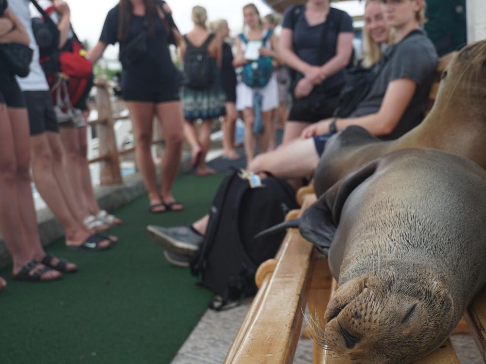 På nært hold med sjøløver