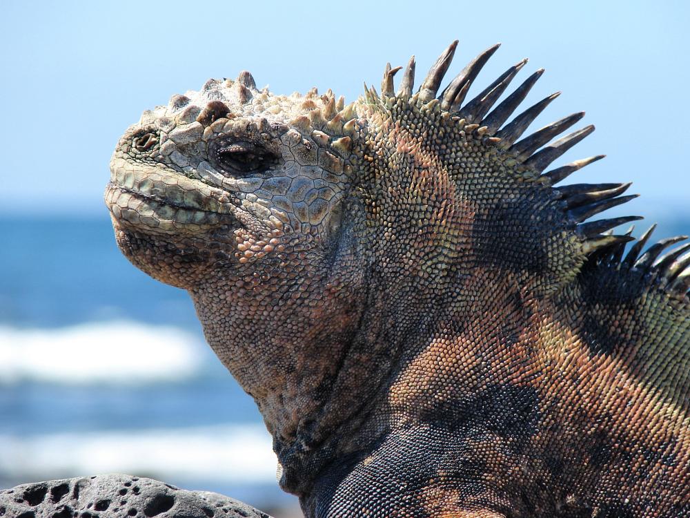 Havleguan fra Galapagos