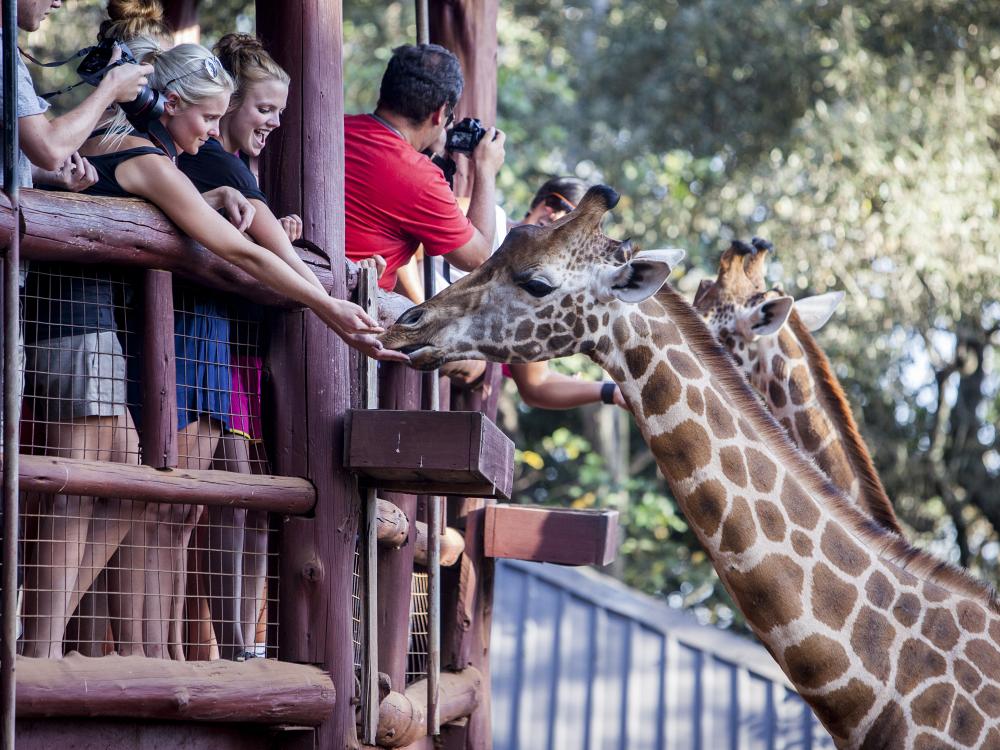 Besøk på et giraffsenter