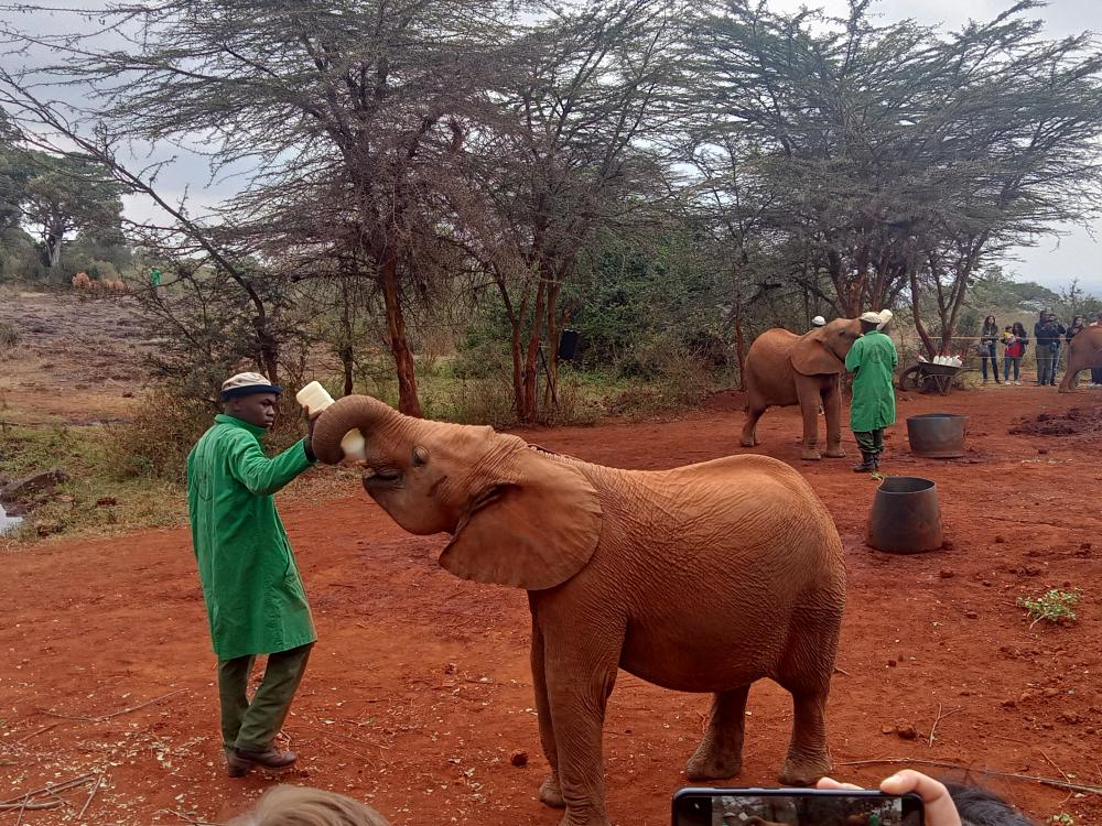 Sheldricks barnehjem for elefanter