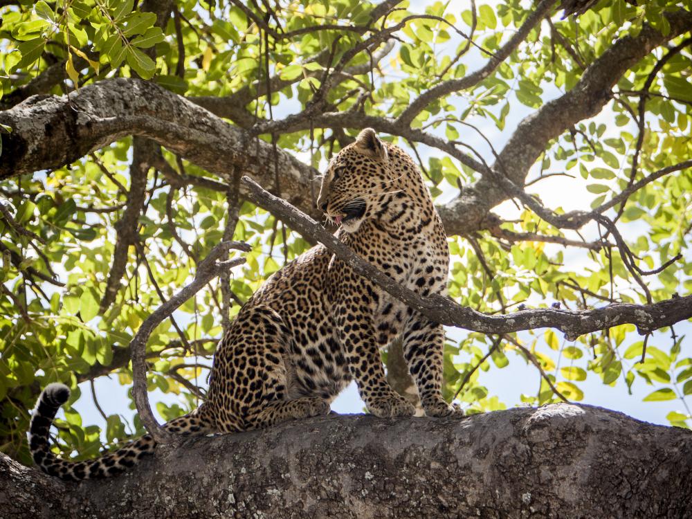 Leopard i nasjonalparken Masai Mara