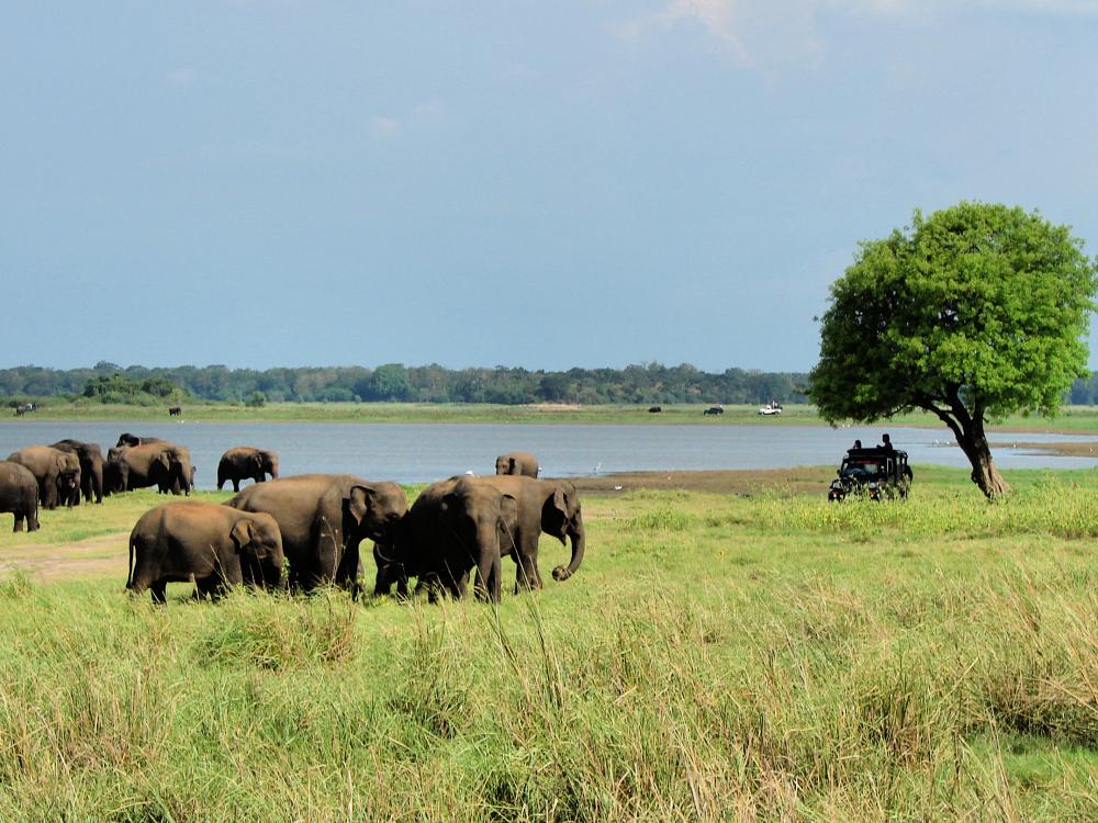 Sri Lankas ville elefanter