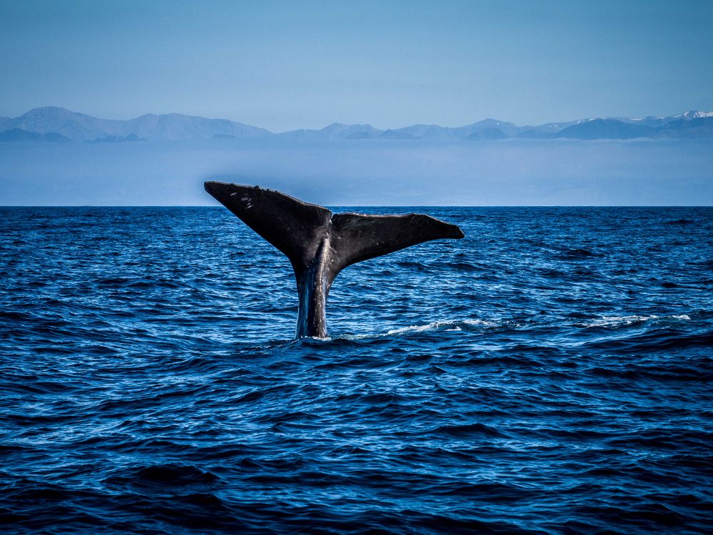 Dra på hvalsafari i Kaikoura 