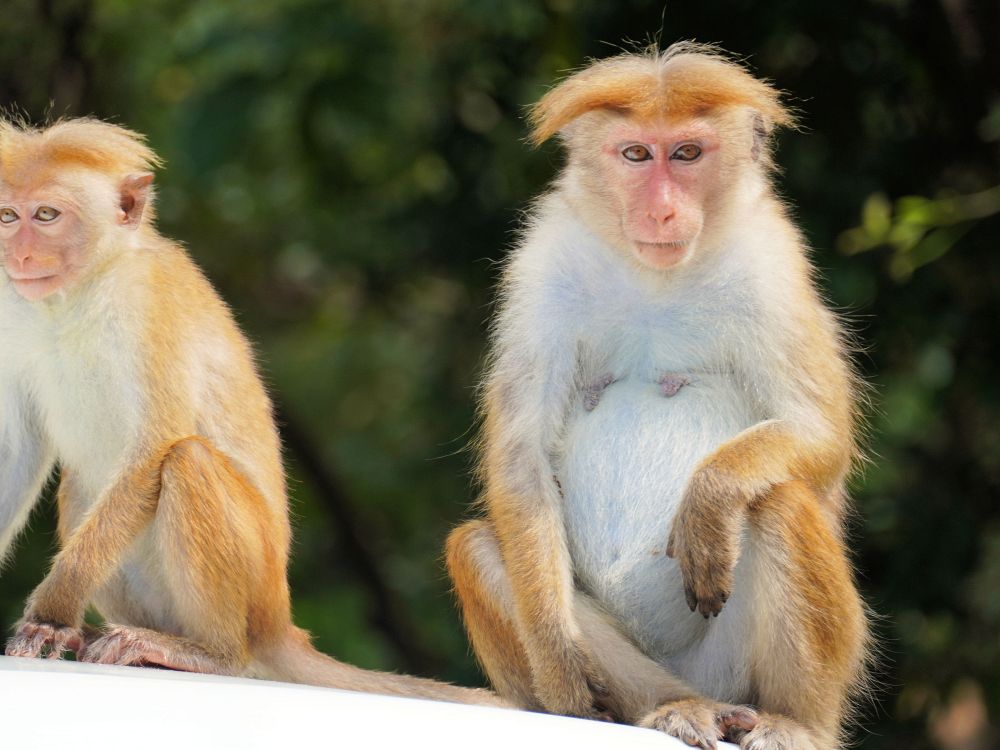 Frekke apekatter på Sigiriya