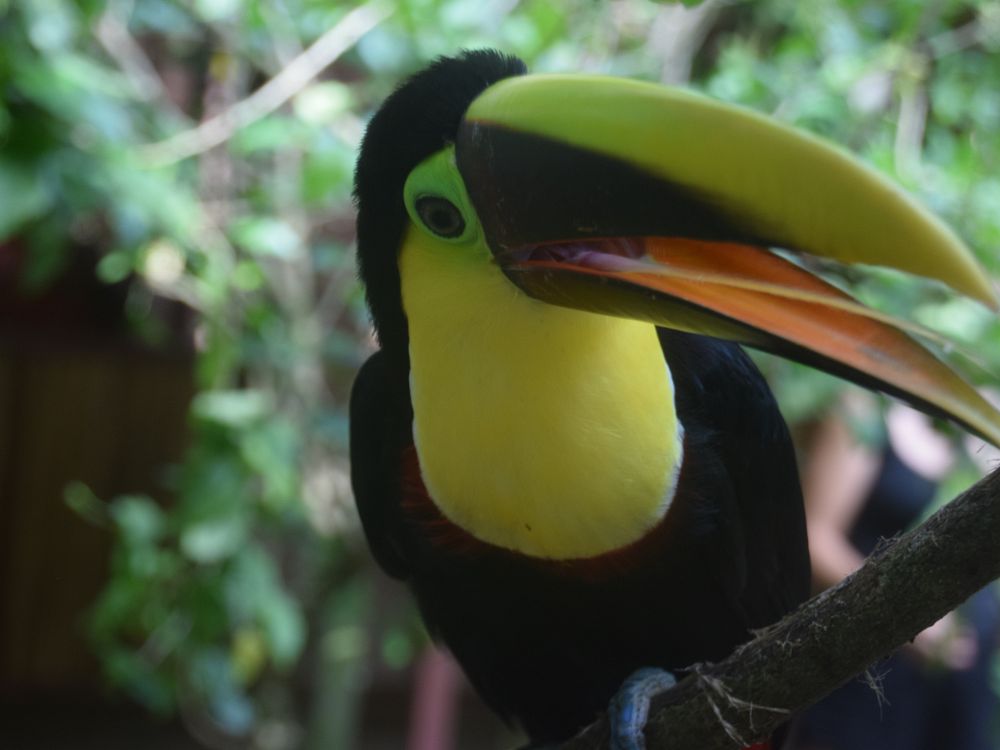 Tukan i Iguazu