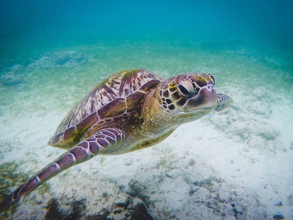 Snorkling i Port Barton 