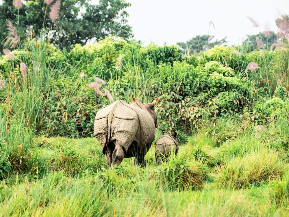 Neshorn i Chitwan
