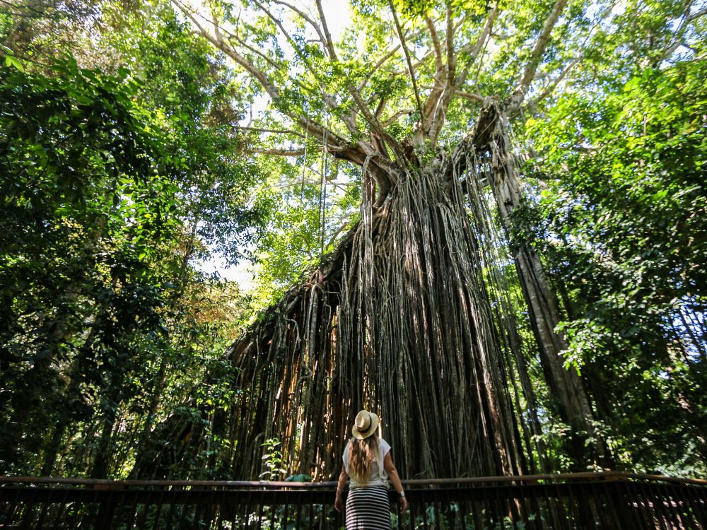 Tropiske Atherton Tablelands