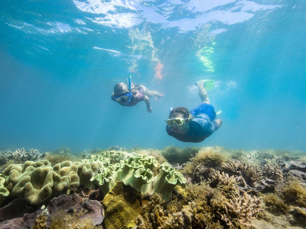 Snorkeltur ved Whitsundays