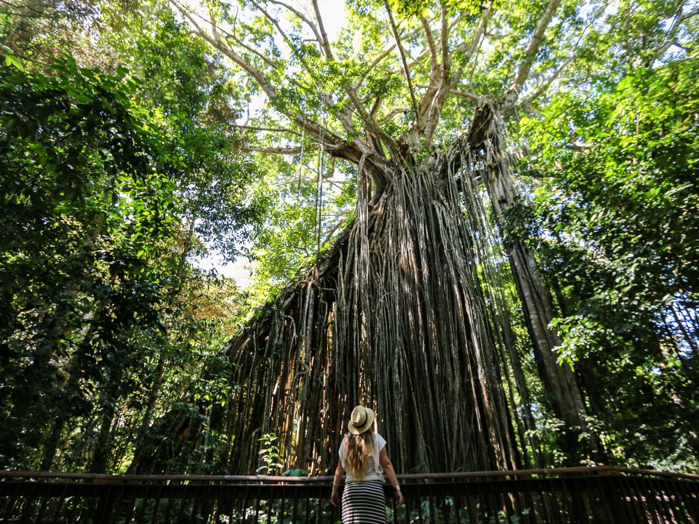 Tropiske Atherton Tablelands