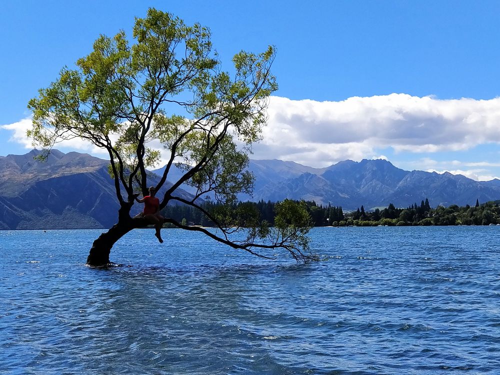 Wanaka Tree
