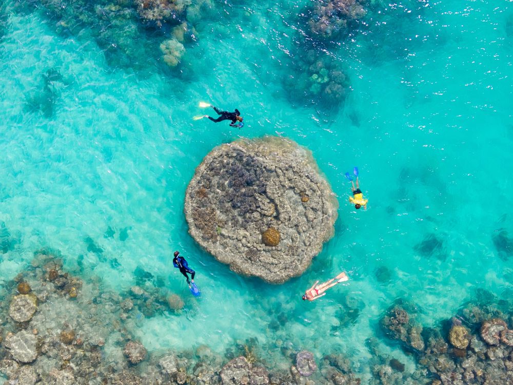 Snorkleturer ved Whitsundays