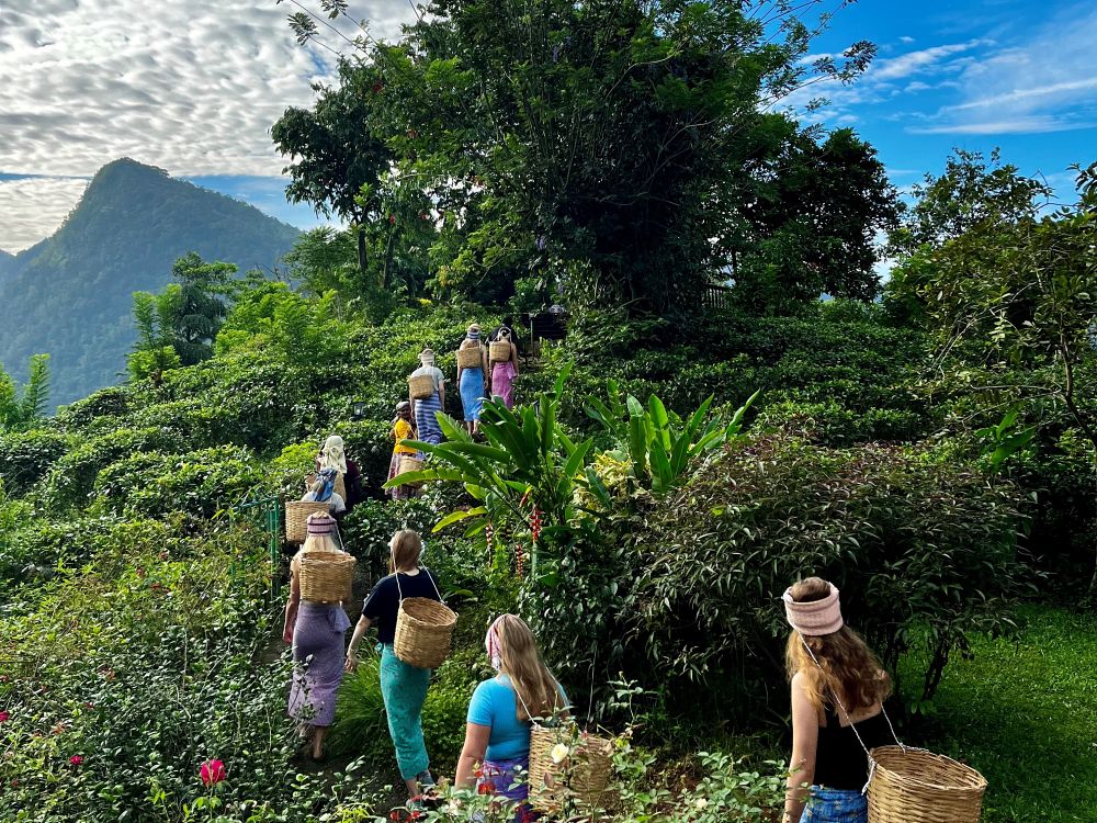 Besøk en teplantasje på Sri Lanka