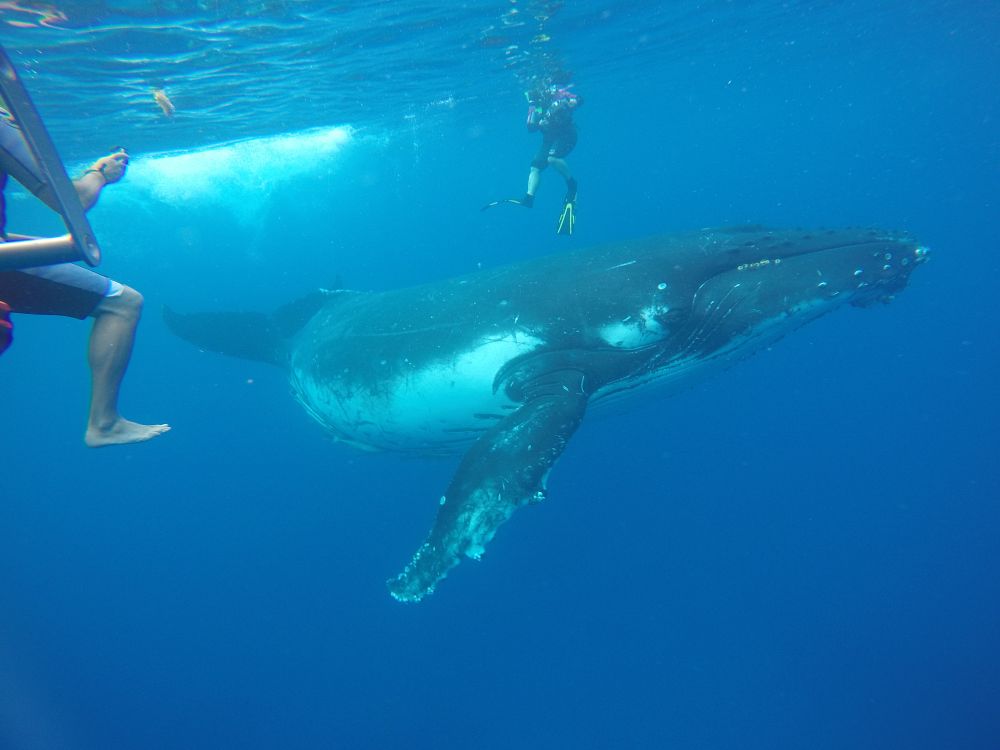 Snorkling med knølhvaler