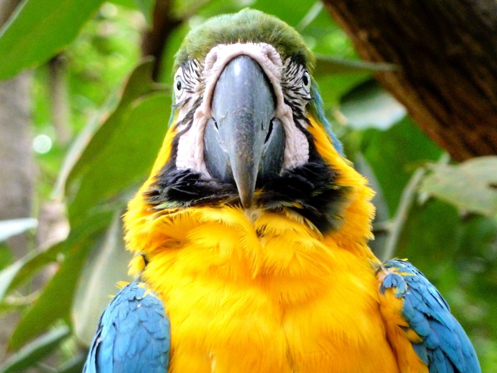 Opplev dyrelivet i jungelen