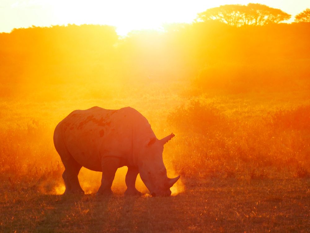 Safari i Chobe nasjonalpark