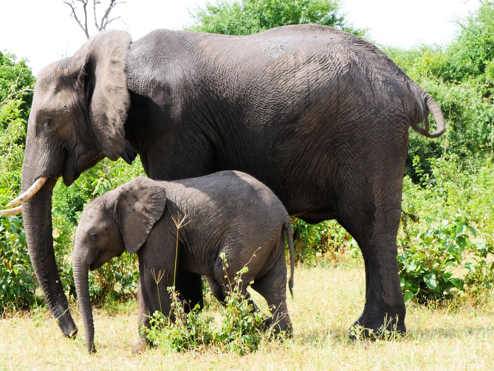 Elefanter i Chobe nasjonalpark