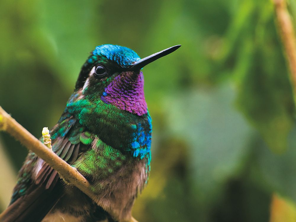 Fargerik kolibri i Costa Rica