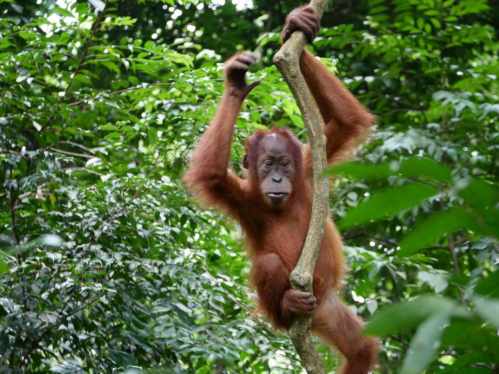 Orangutang i jungelen