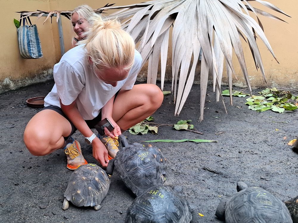 Opplev dyrelivet på Île aux Aigrettes