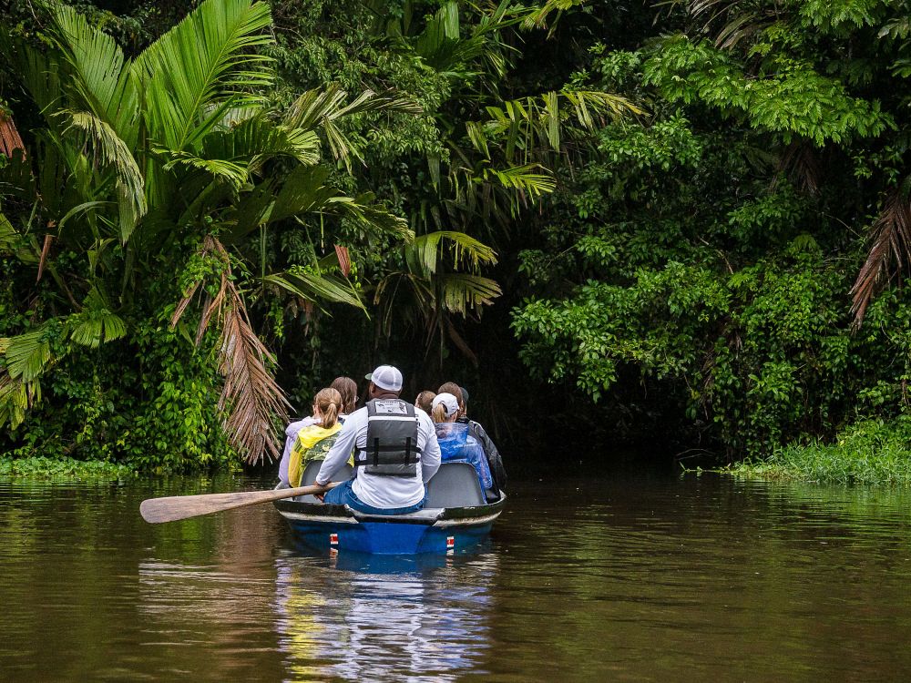 Opplev dyrelivet i Tortugueros frodige jungel