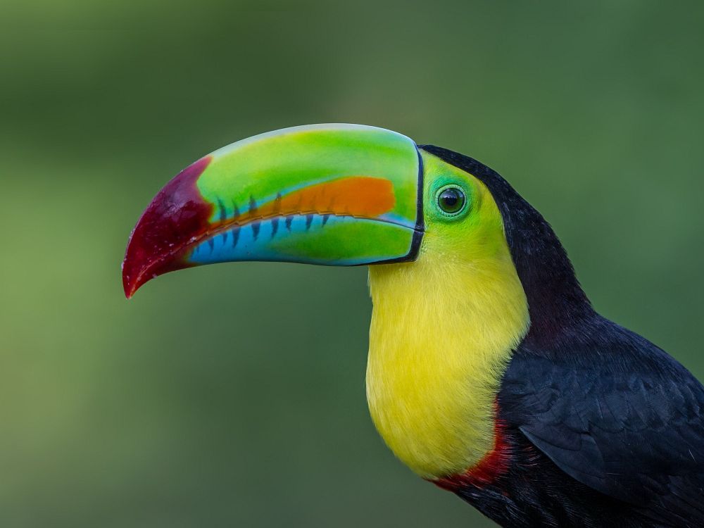 Aper, dovendyr og fargerike fugler