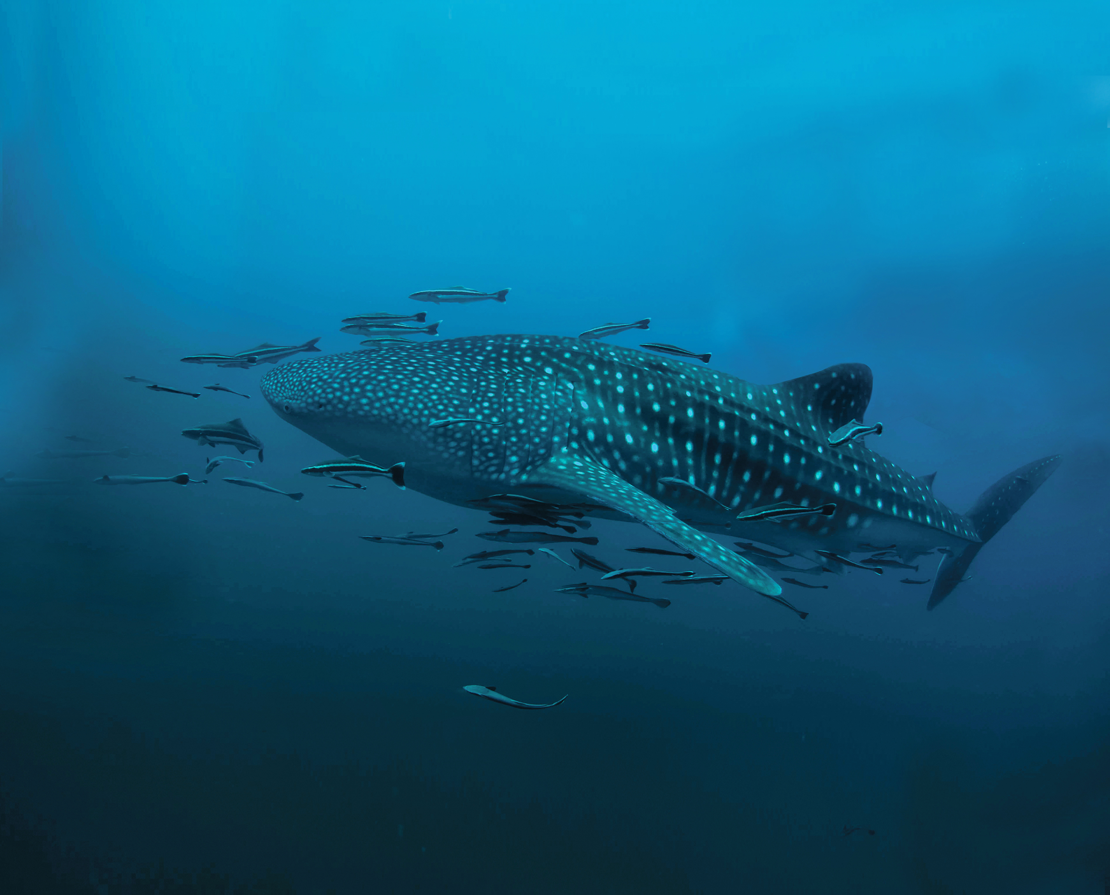 Svøm side om side med verdens største fisk