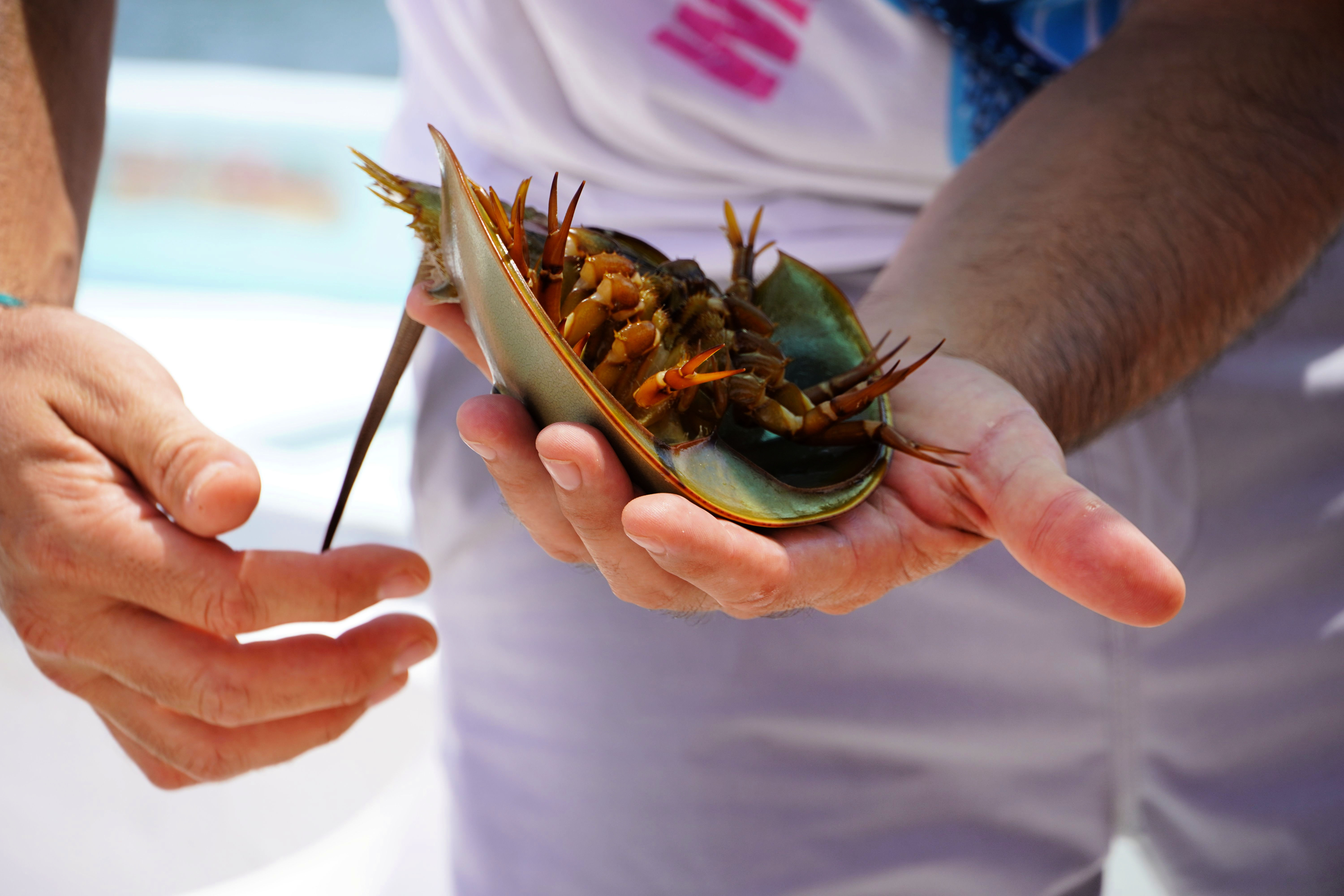 Vilt dyreliv i Rio Lagartos