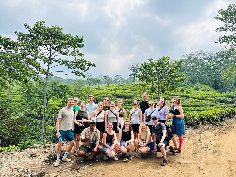 Grønne teplantasjer i Malang