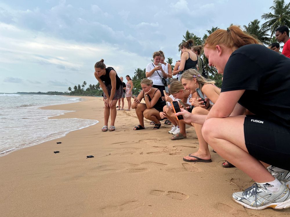 Babyhavskilpadder på vei mot havet