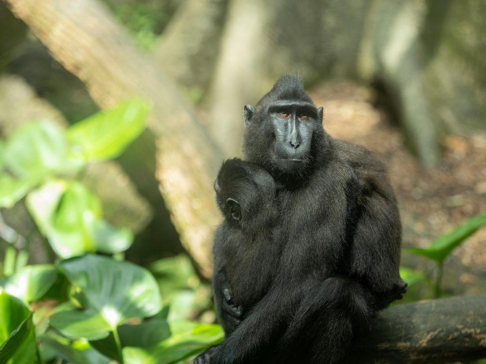 Opplev Sulawesis unike dyreliv