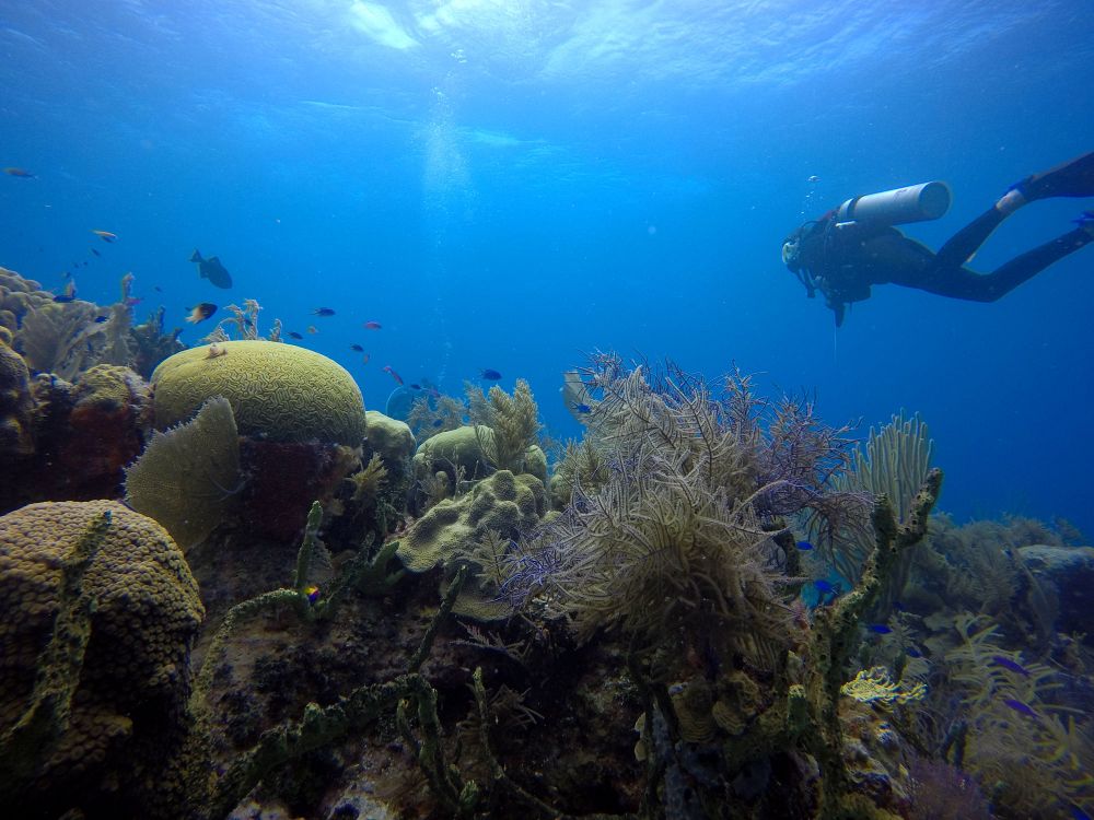 Dykking i verdensklasse på Bunaken