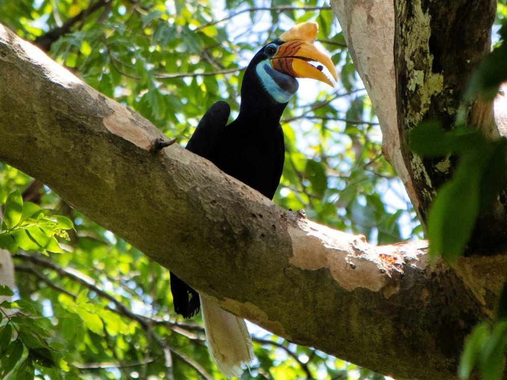 Se næsehornsfugler i Tangkoko