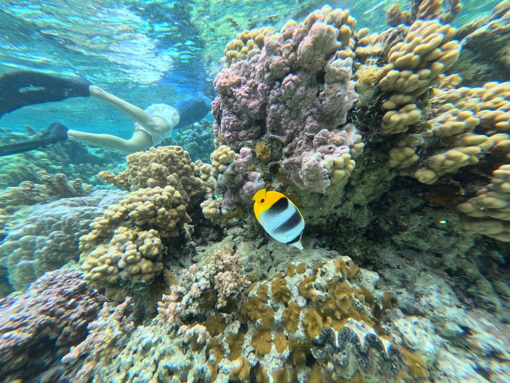 Snorkling ved vakre korallrev