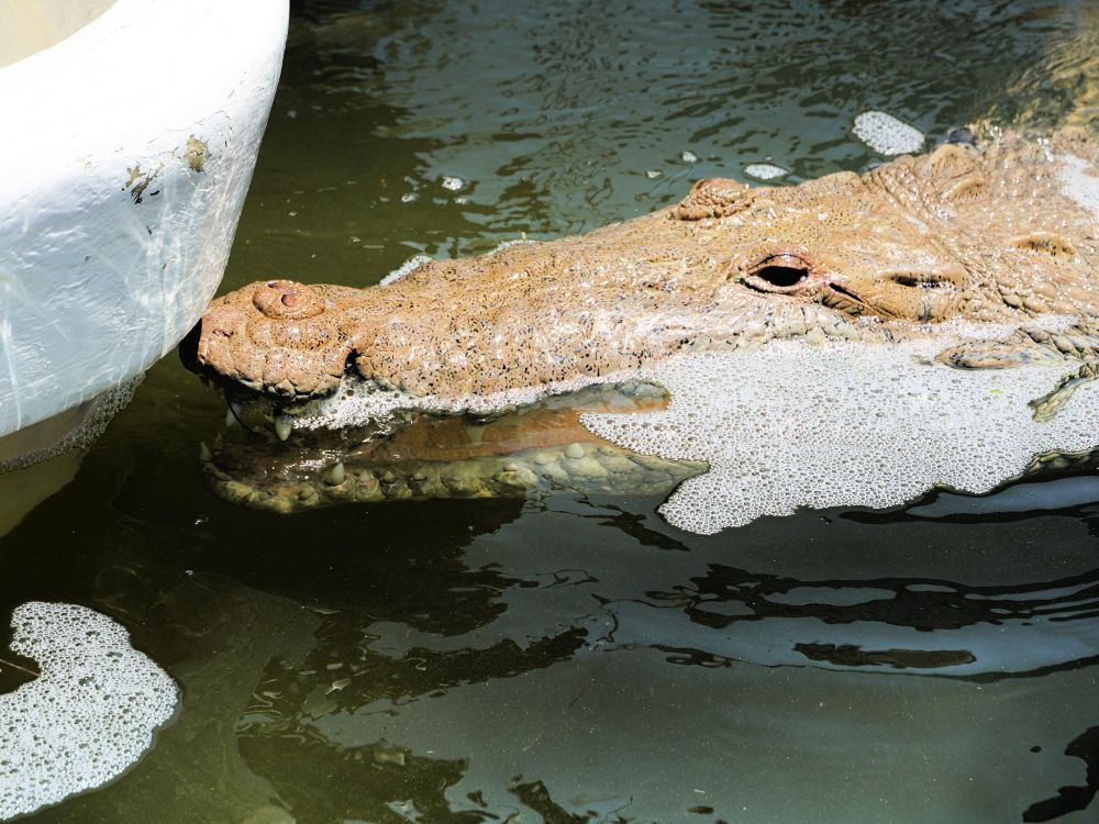 Se krokodiller ved Rio Lagartos