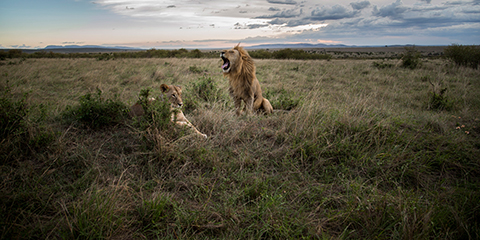 Safari